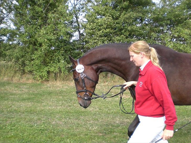 Dansk Varmblod Alby's Soffie billede 12