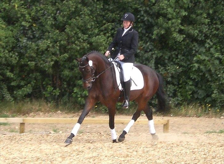 Dansk Varmblod Alby's Soffie billede 13