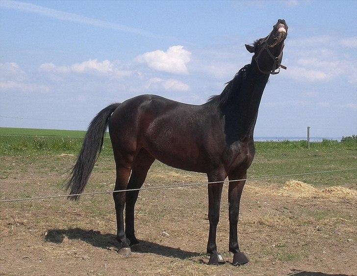 Dansk Varmblod Alby's Soffie billede 14