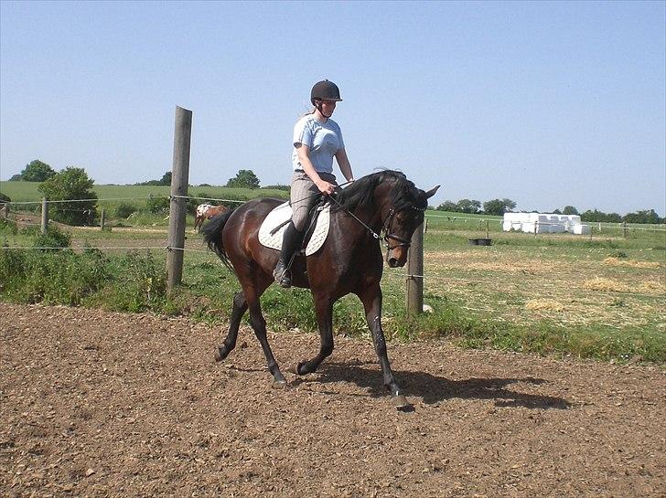 Dansk Varmblod Alby's Soffie billede 16