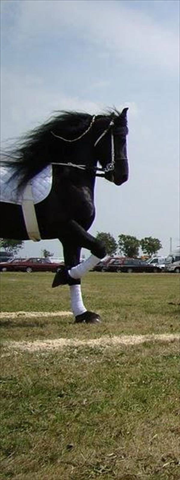 Frieser Jelco van Buren - Jelco i lange liner til landskuet i Herning 2010 billede 2