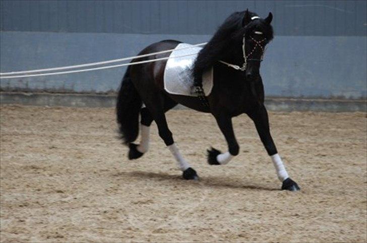 Frieser Jelco van Buren billede 5