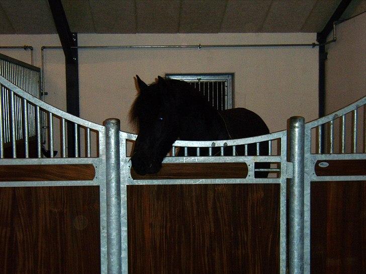 Frieser Jelco van Buren billede 8