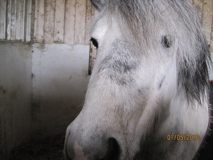 Anden særlig race Plet billede 2