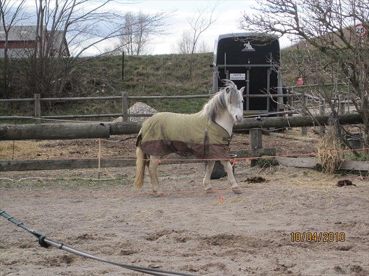 Anden særlig race Plet billede 3