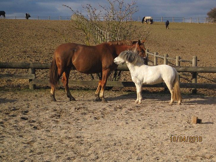 Anden særlig race Plet billede 4