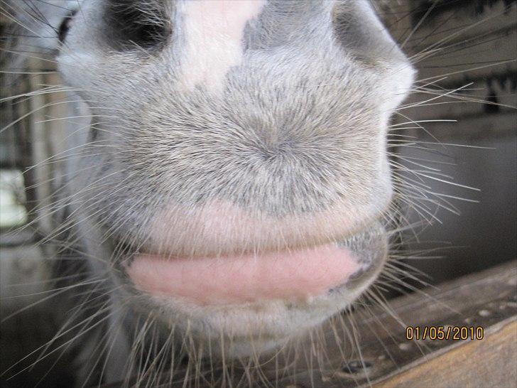 Anden særlig race Plet billede 6