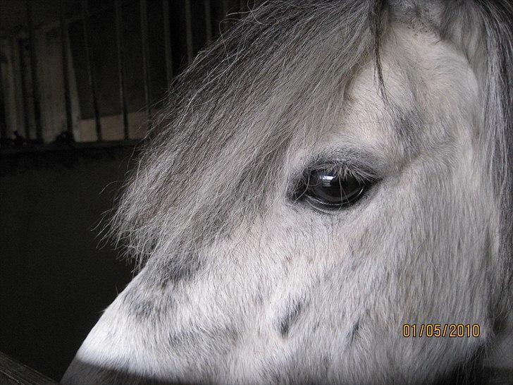 Anden særlig race Plet billede 7