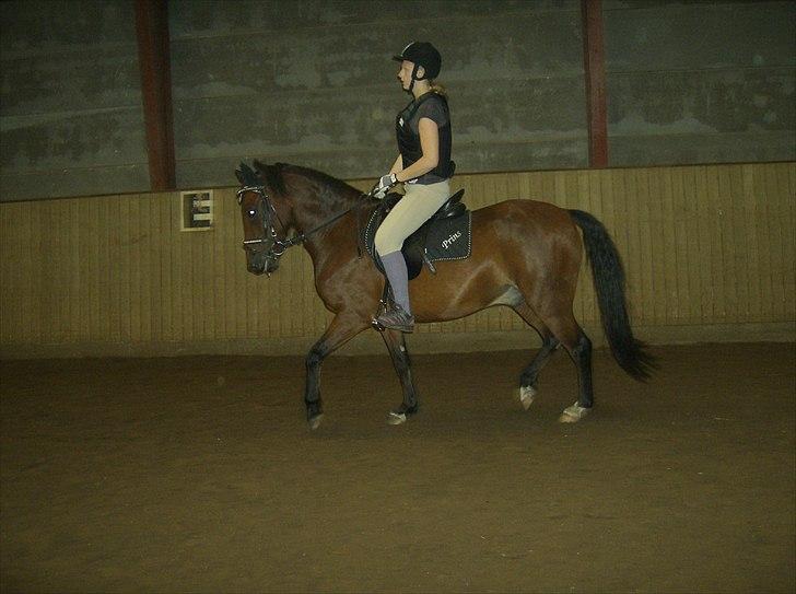 Welsh Pony (sec B) bakkegårdens prins SOLGT  - Mig og Prins i en trav (: <´33 billede 20