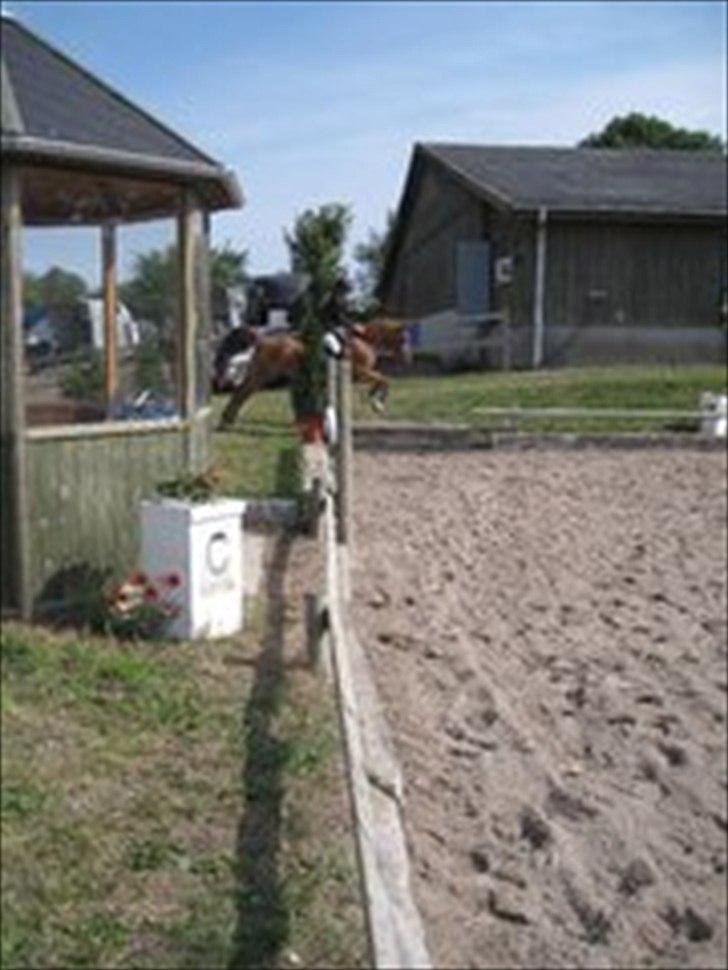 Hollandsk Sportspony Comm'S Forest Robinia - Det var i darby til KAR OPEN billede 6