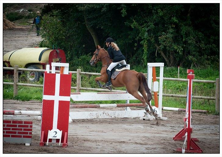 Hollandsk Sportspony Comm'S Forest Robinia - KAR OPEN billede 8
