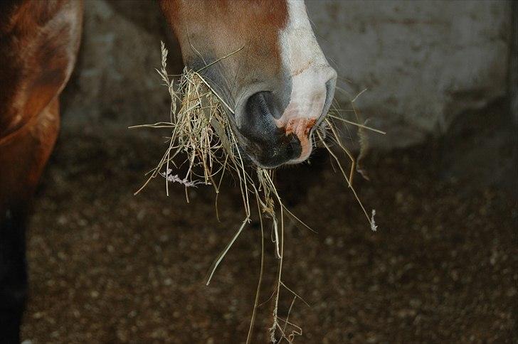 New Forest Mondi Fruedal - Lakrids mule.. den så kaldte "mule dyr".. haha. billede 2