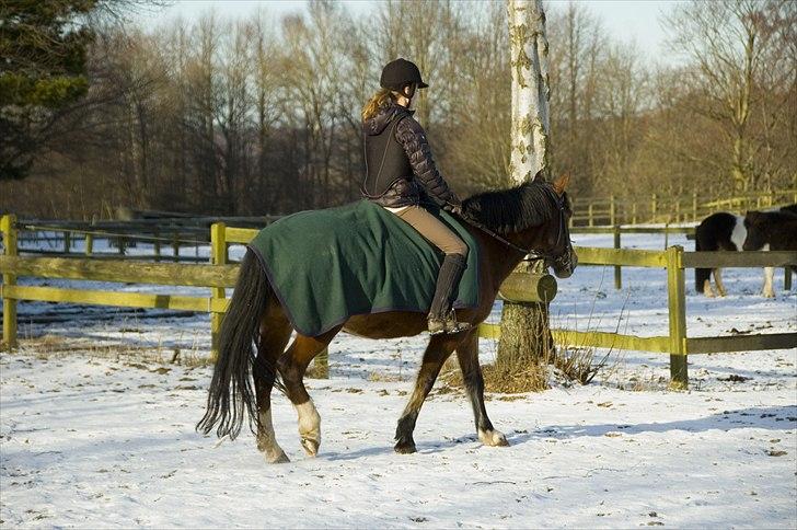 New Forest Mondi Fruedal - du betyder så meget. billede 3