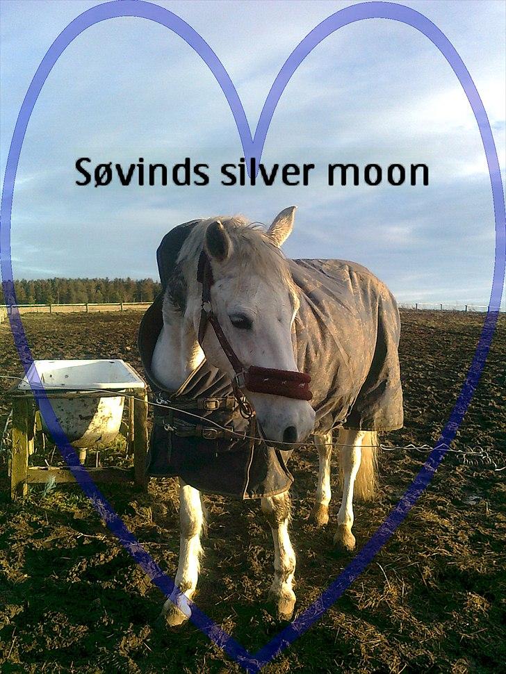 Anden særlig race Søvinds Silvermoon <3 R.I.P <3 :'( - Velkommen til Søvinds Silvermoon`s Profil <3
Foto: Miig billede 1