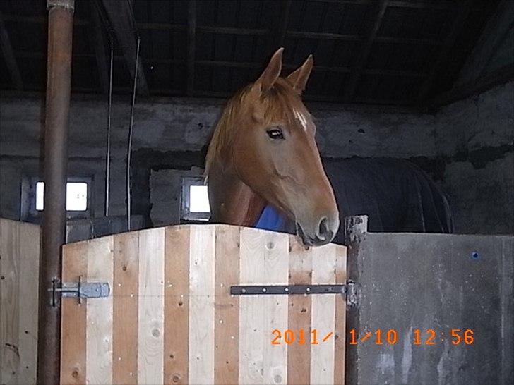 Dansk Varmblod  tågerods renee R.I.P billede 7