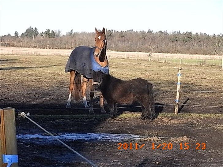 Dansk Varmblod  tågerods renee R.I.P billede 8