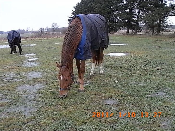 Dansk Varmblod  tågerods renee R.I.P billede 9