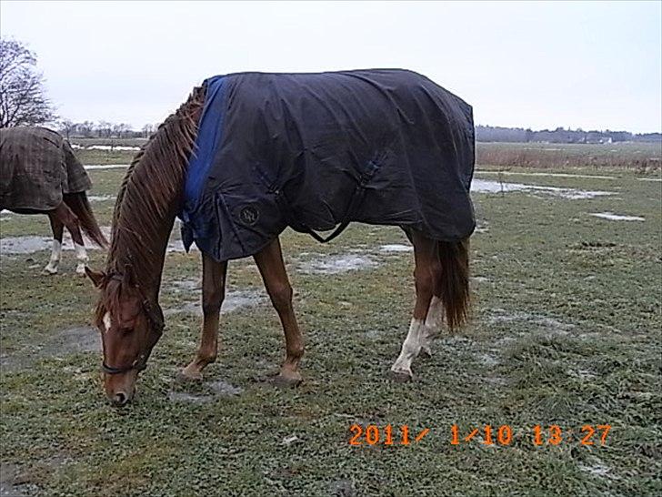 Dansk Varmblod  tågerods renee R.I.P billede 10