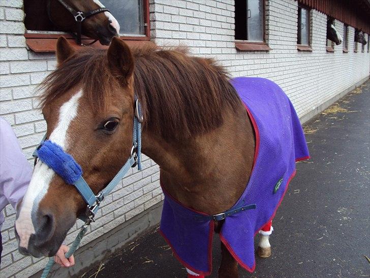 Anden særlig race Sokky - (må godt kopires) billede 11