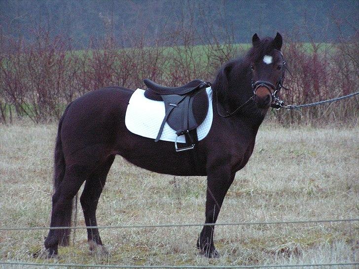Dartmoor Feldholm's Dream-Star - min pæne pony (: billede 1