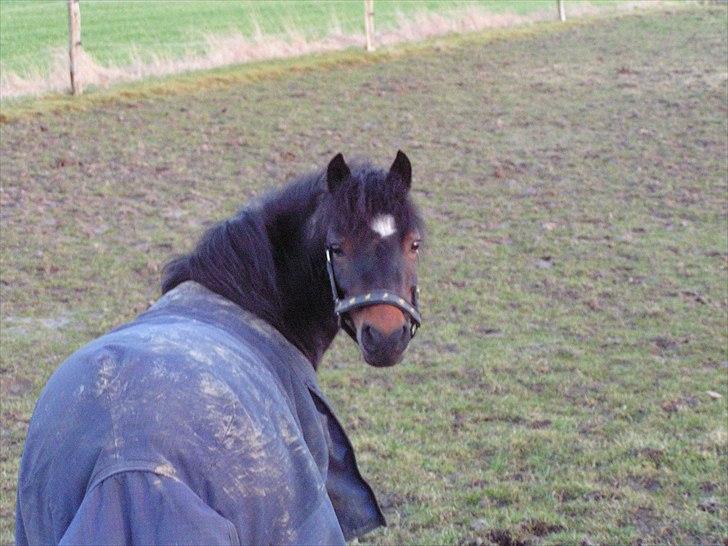 Dartmoor Feldholm's Dream-Star - hun er på fold (: billede 2