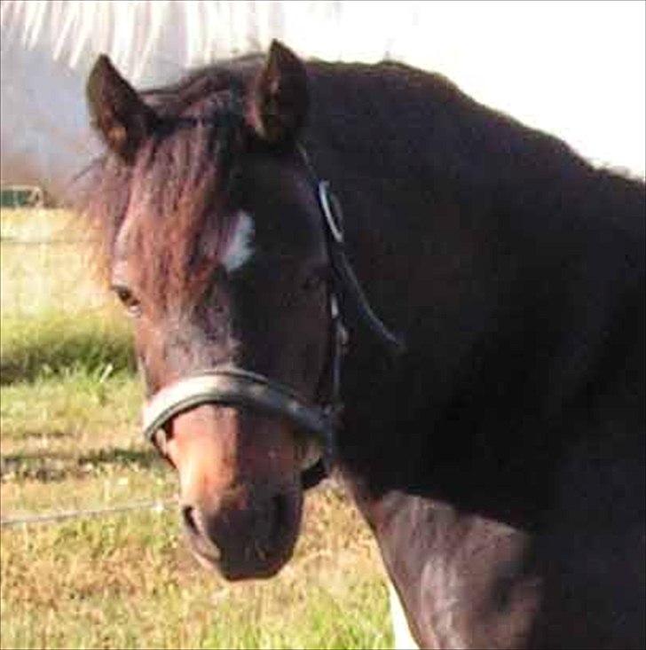 Dartmoor Feldholm's Dream-Star - min søde pony (: billede 3