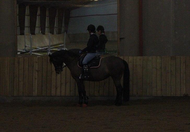 DSP Kelly - Dressurarbejde - parrade. D. 18/1-11 (foto: Katrine Høst) billede 10