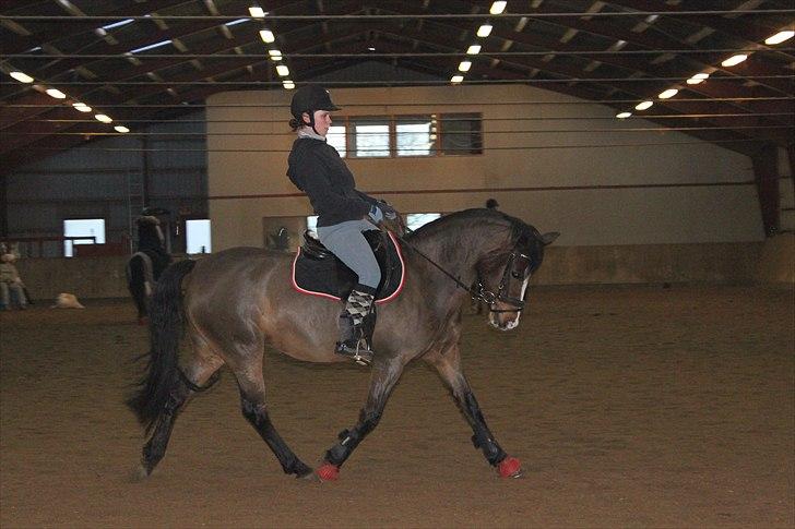 DSP Kelly - Dressurarbejde - trav. D. 18/1-11 (foto: Katrine Høst) billede 11