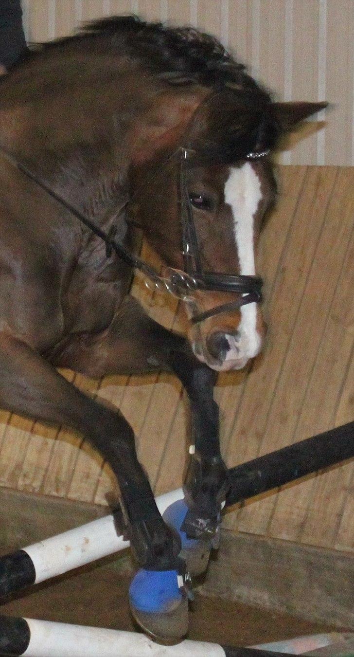 DSP Kelly - SØDE PONY! i loooove you ♥ d. 25/1-11 (foto: Katrine Høst) billede 12