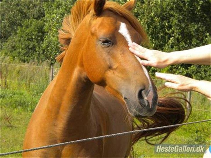 New Forest Rossums Tango (Tidl. Pony) - Sommeren 2010 billede 13