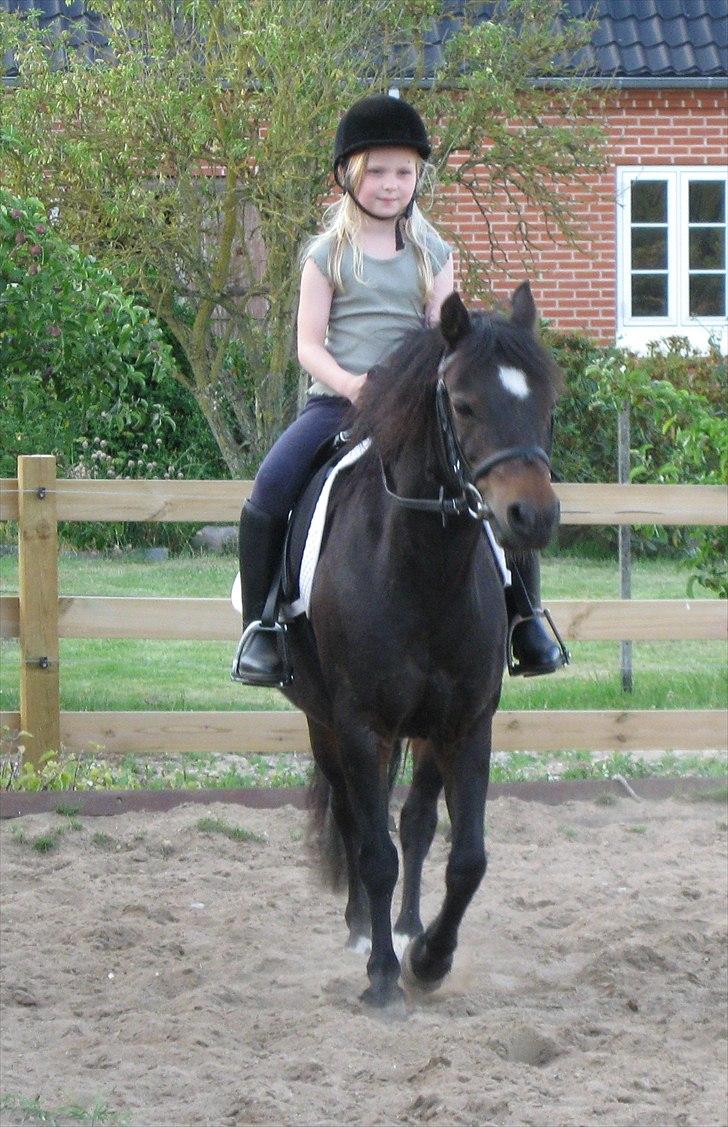 Dartmoor Feldholm's Dream-Star - vi rider billede 4