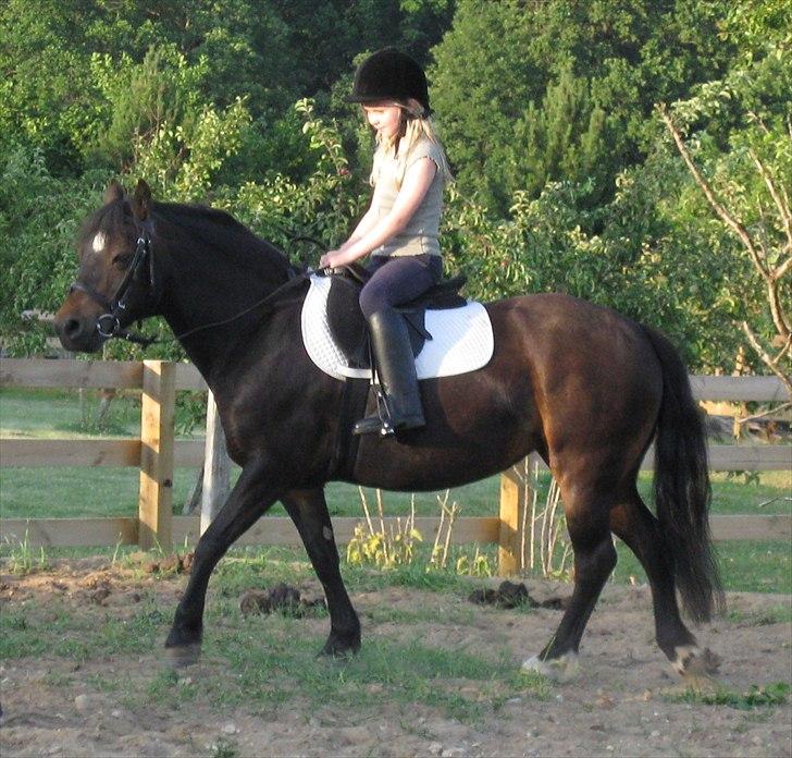 Dartmoor Feldholm's Dream-Star - min pony (: billede 5