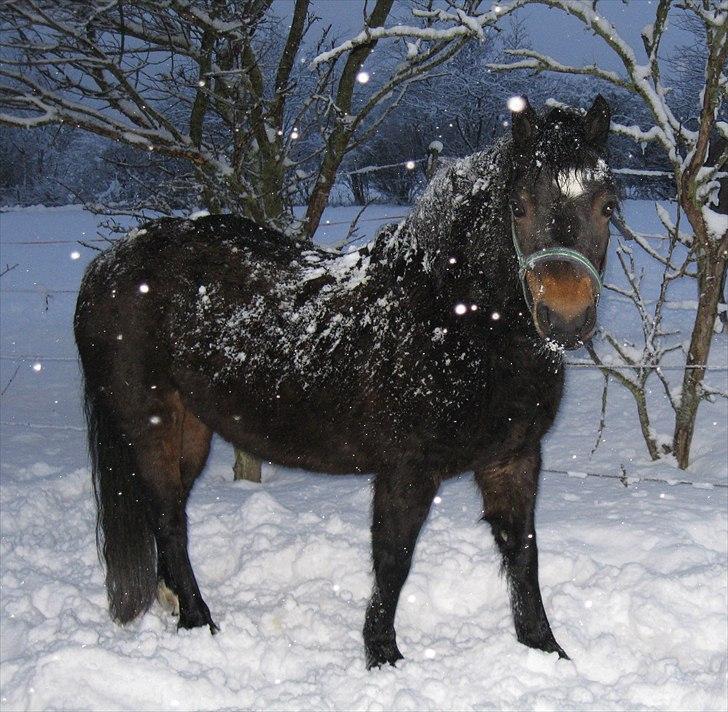 Dartmoor Feldholm's Dream-Star - hihi (: billede 6