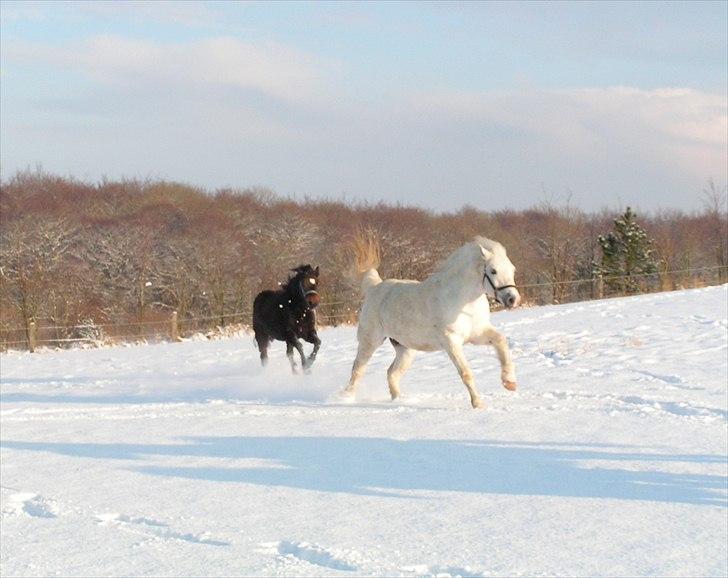 Dartmoor Feldholm's Dream-Star - Dream-star og hendes bedste ven Sean (: billede 8