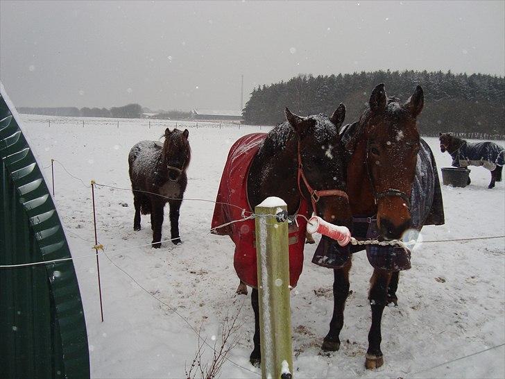 Anden særlig race Charlie Mingus - Giv os mad, vi er sultne... billede 7