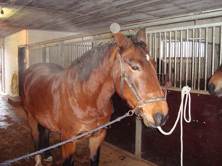 Anden særlig race Charlie Mingus - Charlie våd efter snevejret på folden... billede 8