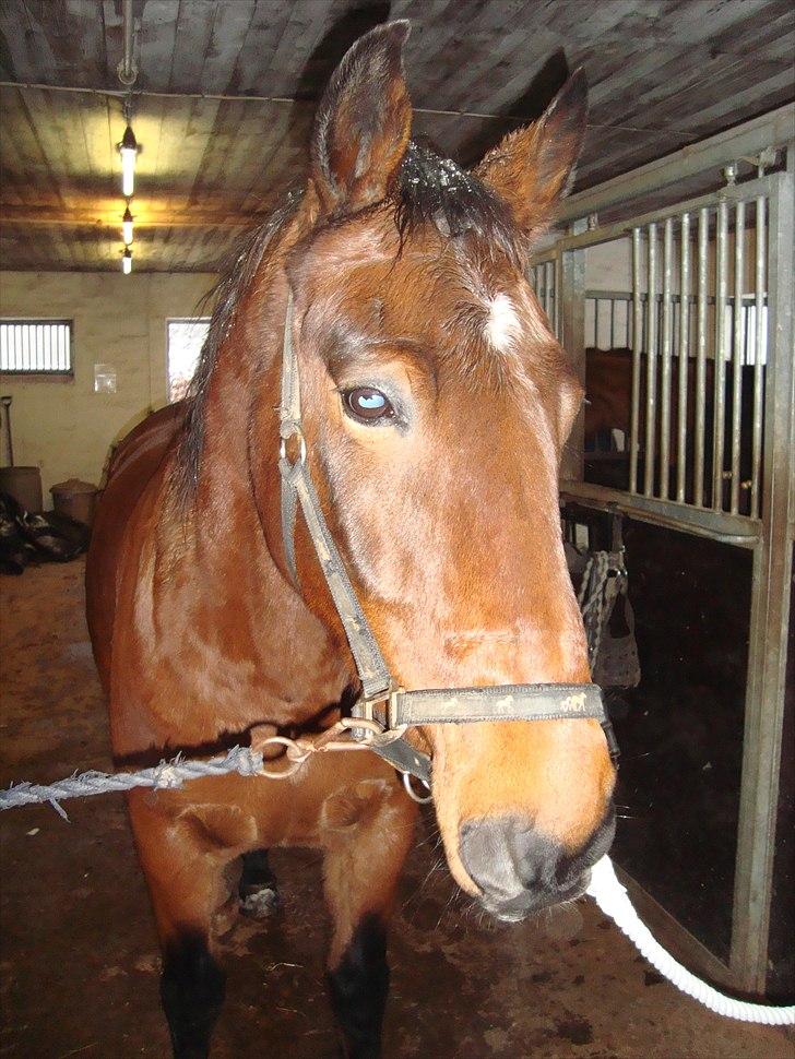 Anden særlig race Charlie Mingus billede 9