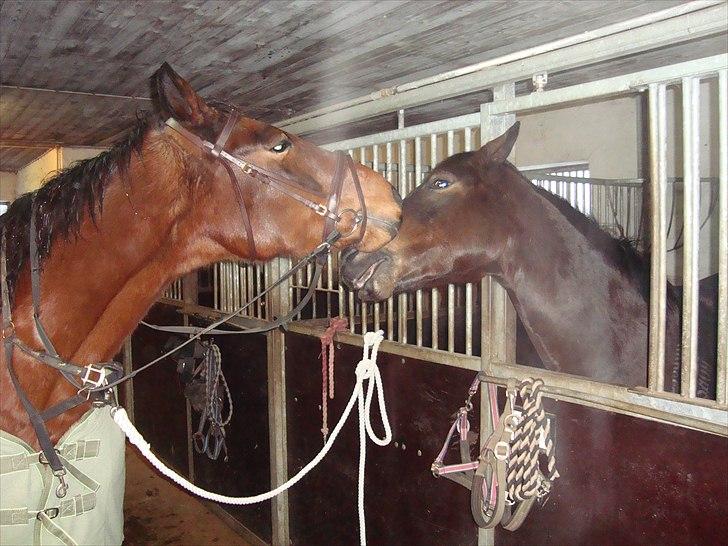 Anden særlig race Charlie Mingus - Charlie leger med skøre Pondus... billede 10