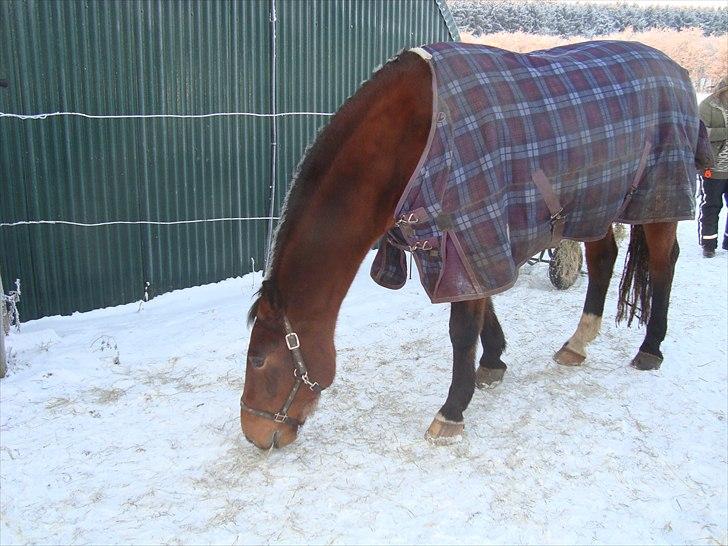 Anden særlig race Charlie Mingus - Nammenam, Gatsby har efterladt lidt mad til Charlie... billede 11
