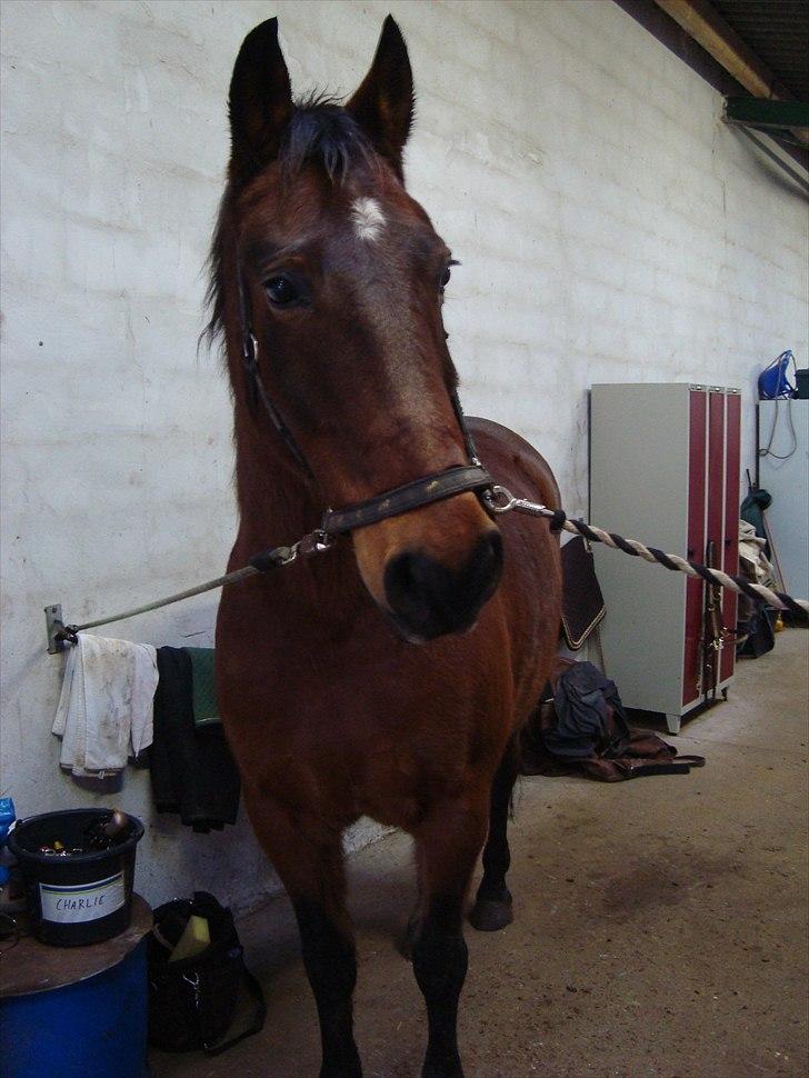 Anden særlig race Charlie Mingus - Charlie står og skaber sig lidt på staldgangen... billede 12