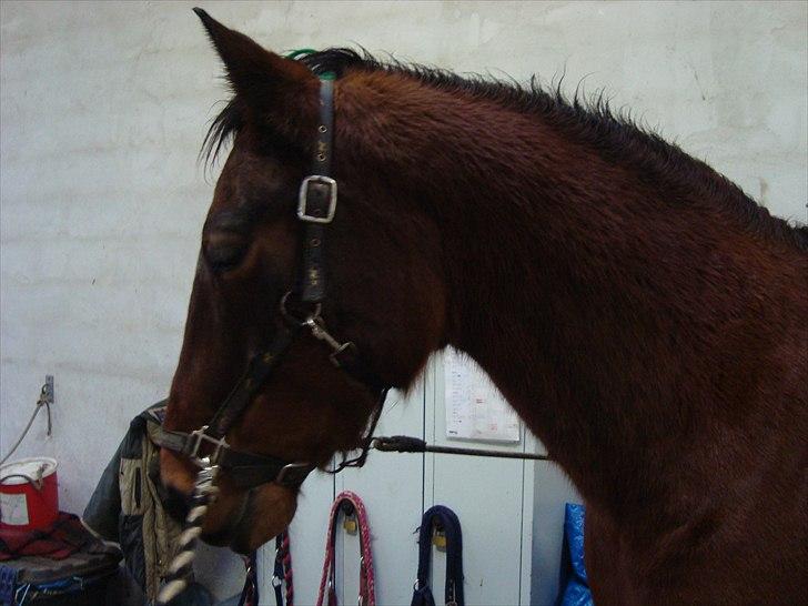 Anden særlig race Charlie Mingus billede 13