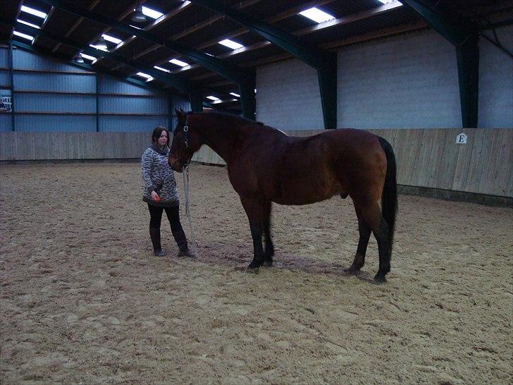 Anden særlig race Charlie Mingus - Mette træner klikkertræning med Charlie... billede 14