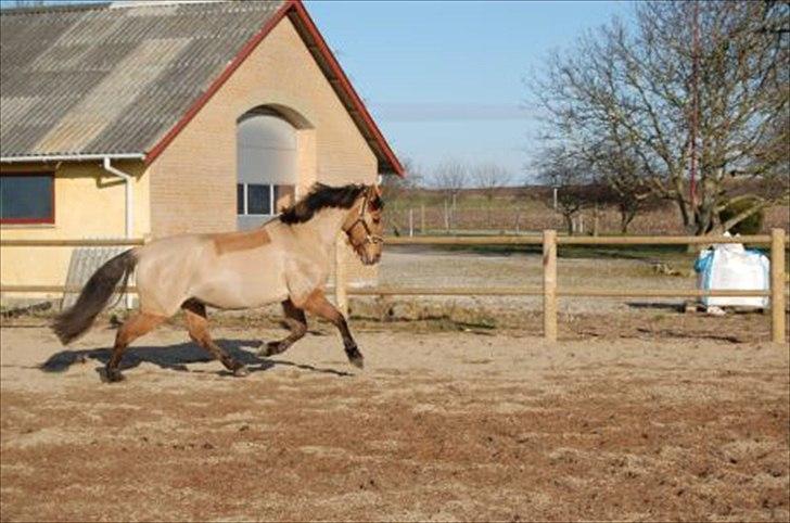 Anden særlig race smukke Lady billede 9