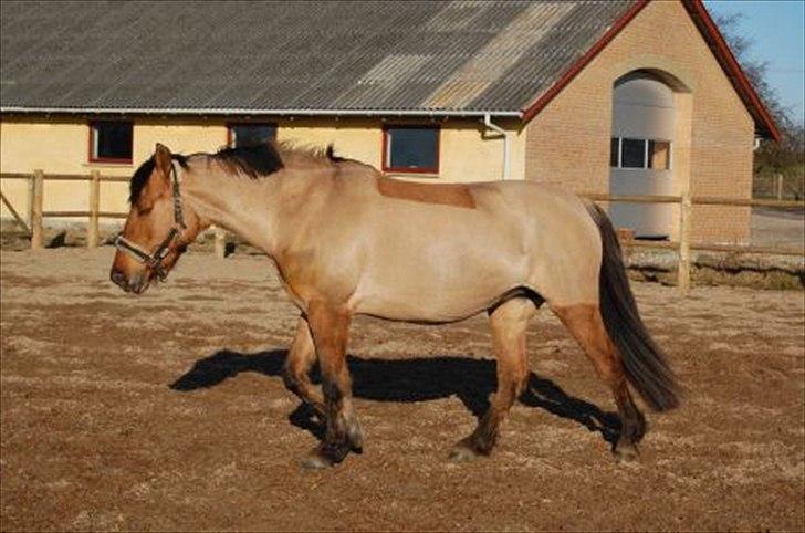 Anden særlig race smukke Lady billede 11