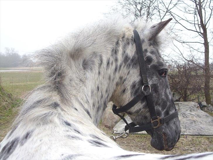 Appaloosa Night-Shift billede 1