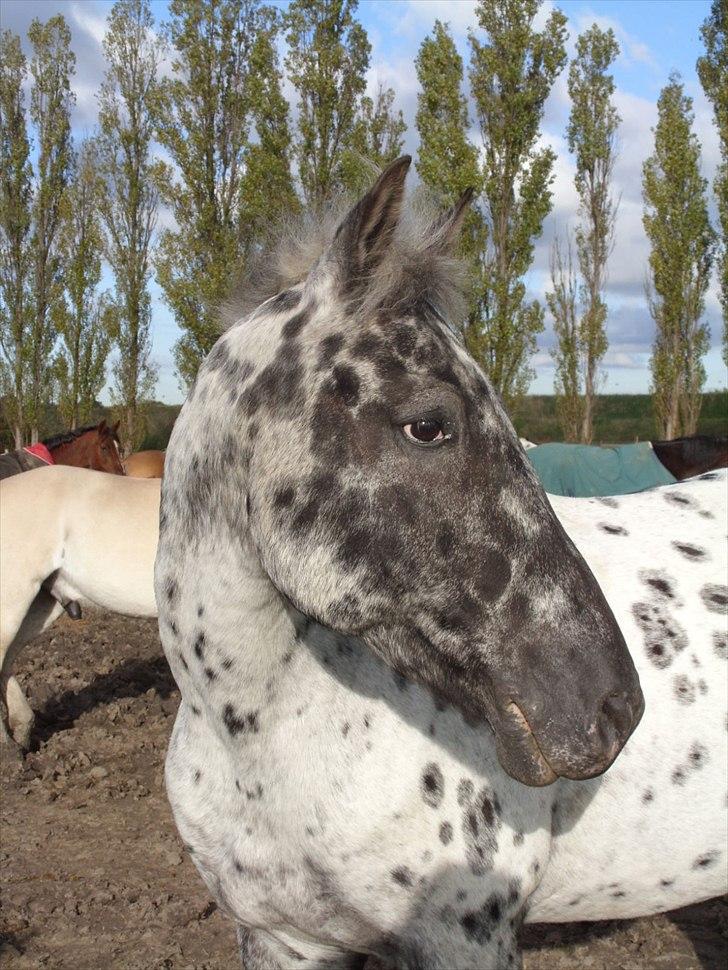 Appaloosa Night-Shift billede 2
