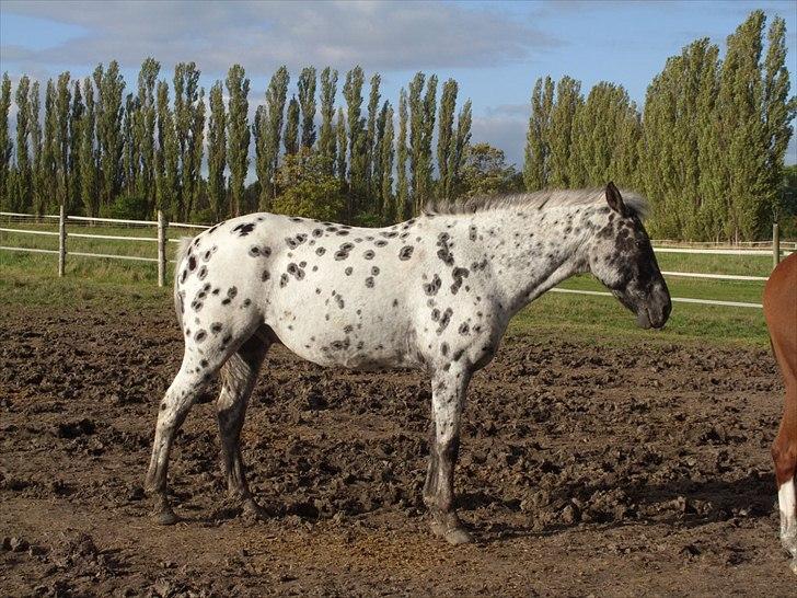 Appaloosa Night-Shift billede 3