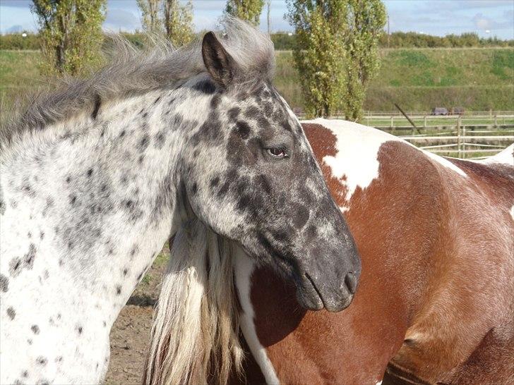 Appaloosa Night-Shift billede 4