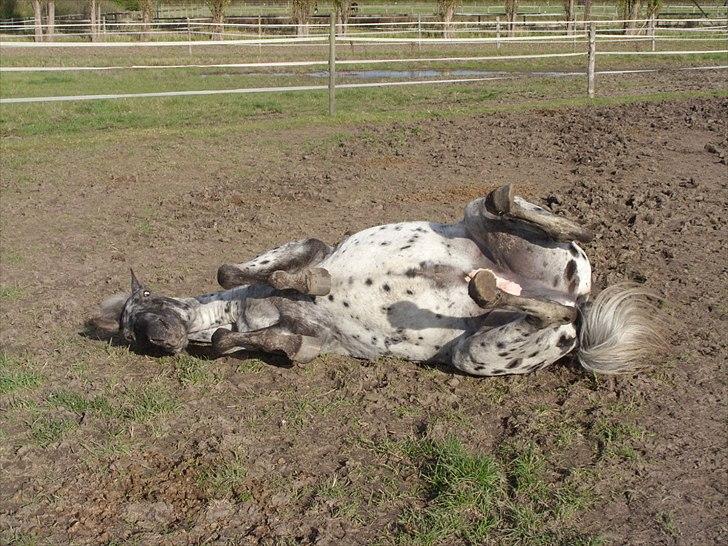 Appaloosa Night-Shift billede 5