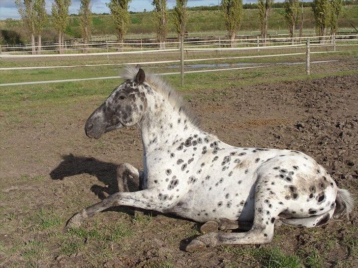 Appaloosa Night-Shift billede 6